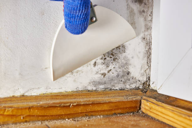 Mold Documentation for Insurance Claims in North Key Largo, FL