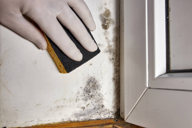 Best Asbestos and Lead Testing During Mold Inspection  in North Key Largo, FL