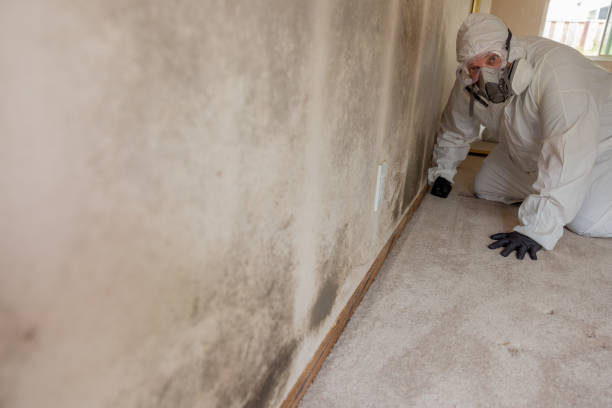Best Post-Construction Mold Inspection  in North Key Largo, FL